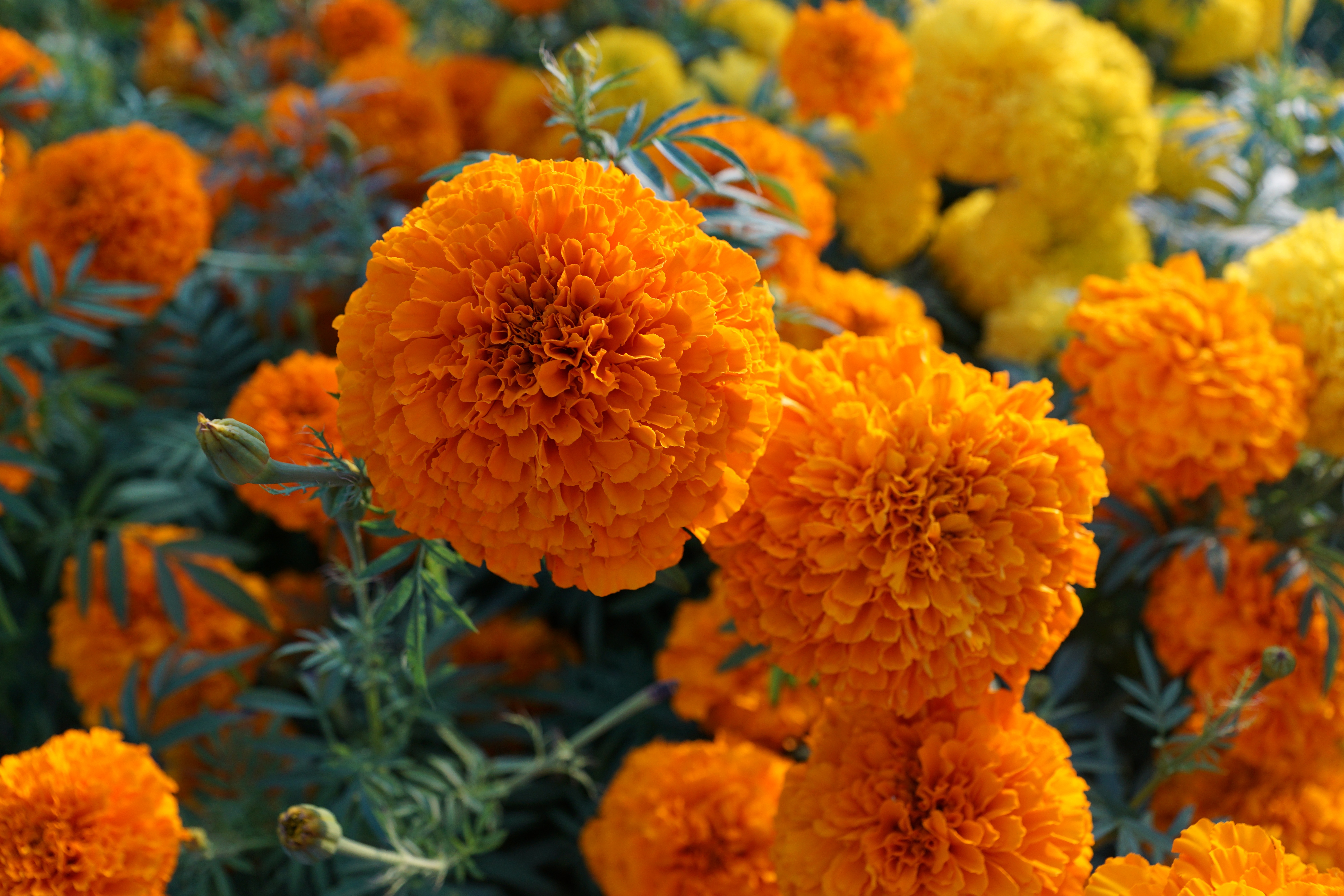 Маленькие Оранжевые Цветы
