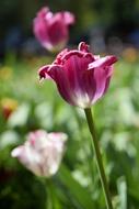 purple Tulip Flower Blooming in garden