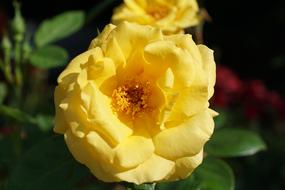 Rose Yellow Flower