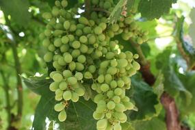 big clusters of green grapes on vine close up