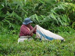 Collection Tea Leaves Mauritius
