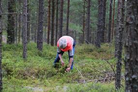 Forest Blueberries Nature