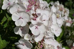 Flower White Plant