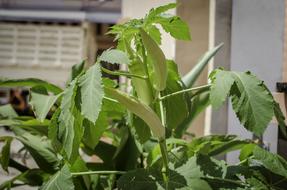 Lady Finger Tree