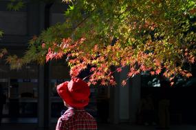 Autumn Woman Nature