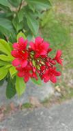 Red Flower garden macro