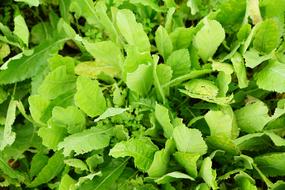 Tanacetum Balsamita Marie Leaf