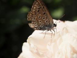 Butterfly Garden Fashion Rose