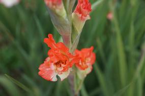 Gladiolus Flowers Pink