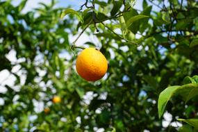 Mandarin Tree Citrus Fruits in garden