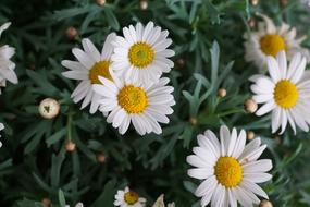 Margarite White Flowers blooming