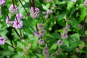 Mint Herbs Flower