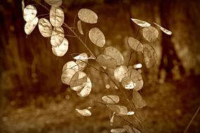Retro photo of the beautiful, shiny honesty plant, with the seed pods, among the plants