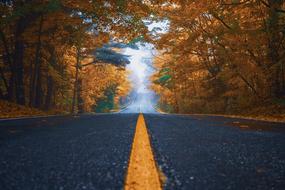 Street Trees road