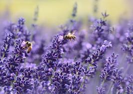 nice Lavender and Bee