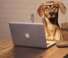 Dog and Laptop