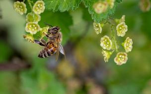 honey bee at pollination process