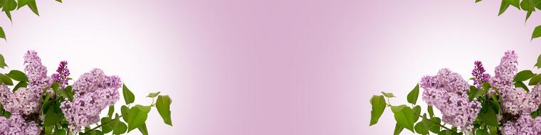Spring Background Lilac
