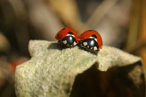 two ladybugs side by side