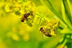 a pair of bees on a green plant on a blurred background