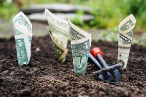 Money Grow