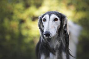 Portrait of the cute, beautiful and colorful Saluki dog, among the colorful plants in light