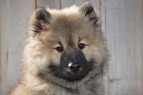 splendid Dog Eurasier