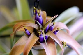 Close-up of the colorful and beautiful plant, with the flowers and leaves, at blurred background