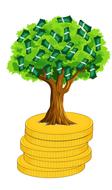 isolated money tree