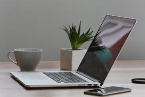 laptop, cup, potted flower on the desktop