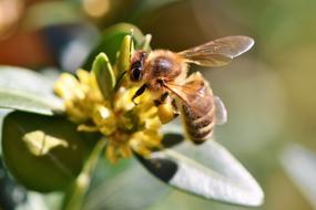 hardworking yellow bee on a yellow flower