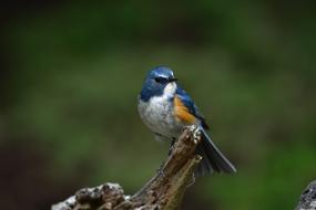 Beautiful and colorful bird on the wood at green blurred background