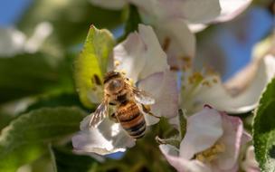 bee collecting nectar in spring