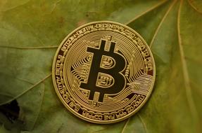 bitcoin coin on green leaf background