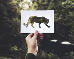 Paper Tiger drawing