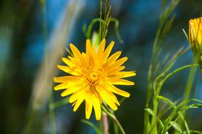 Flower Wild yellow