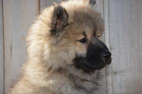 Dog Eurasier
