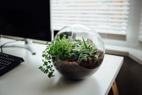 flowers in a round transparent pot on the table