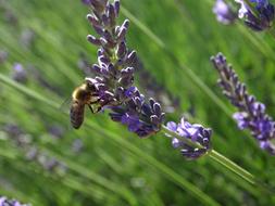 Bee on the beautiful lavender flowers