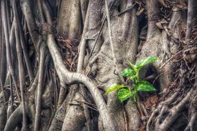 Epipremnum Aureum Plant roots