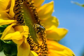 hardworking bee flies up to a yellow sunflower on blue sky background