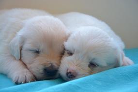 two Golden Retriever Puppies sleeping