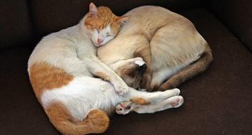 cute Cat Sleeping Together