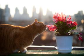 Cat and flower