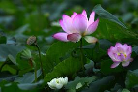 lotus flowers and seed heads above leaves