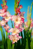 Close-up of the beautiful and colorful gladiolus flowers, with the green leaves, at blue sky on background