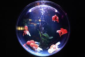 Fish Bowl Glass red