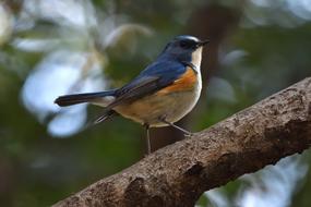 Natural Bird Wild small