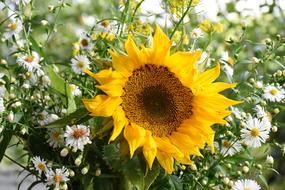 Sunflower and white perennial asters close-up