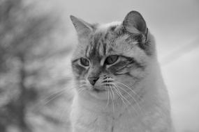 Cat face close up, Black and White